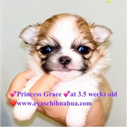 Princess Grace. Price 12000( pending) - Chocolate sabled fawn female Chihuahua puppy in Santa Rosa Beach, Florida from Eva's Chihuahua