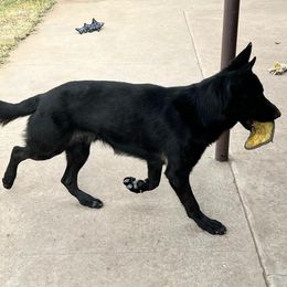 German Shepherds from Blue Phoenix Shepherds
