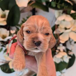 Emma - Buff and white female Cocker Spaniel puppy in Platteville, Wisconsin from Elk Grove Cocker Spainels