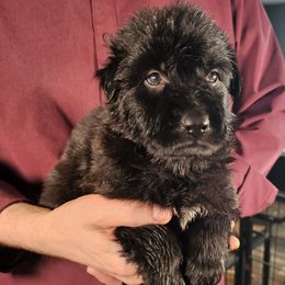 Promise (Purple) - Black female German Shepherd puppy in Columbus, Indiana from Stony Lonesome GSD