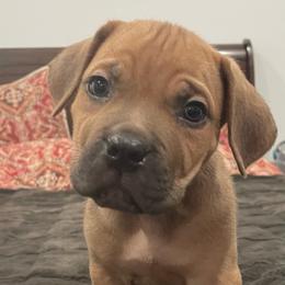 Buford - Fawn male Cane Corso puppy in San Isidro, Texas from MTZCC Ranch, LLC