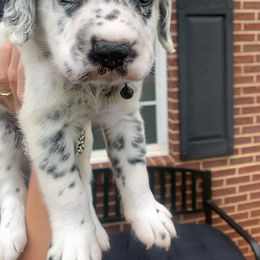 Dalmatian Puppies from Clarks 101 Dalmatians