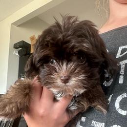 Girl - Brown female Russian Tsvetnaya Bolonka puppy in Peabody, Kansas from SouthFork Ranch