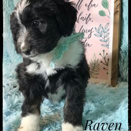 Aussiedoodle and Australian Shepherd Puppies from Dunroamin Farms Australian Shepherds and Aussiedoodles