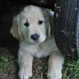 Golden Retriever Puppies from The Golden Court