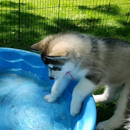 Alaskan Malamute Puppies from Delphi Alaskan Malamutes