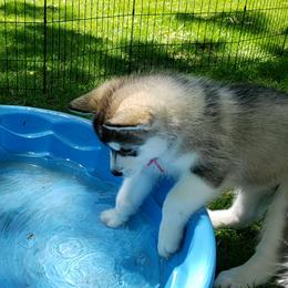 Alaskan Malamute Puppies from Delphi Alaskan Malamutes