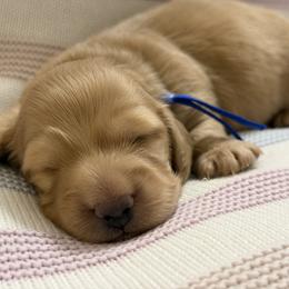 Dreamy - Cream male Dachshund puppy in Murfreesboro, Tennessee from Kimbrie's Dream Cream Doxies