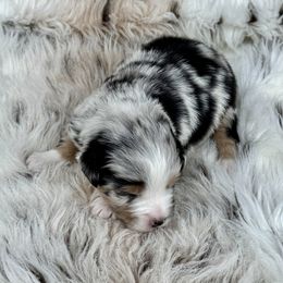 Merle - Blue merle male Toy Australian Shepherd puppy in Stephenville, Texas from Rockin J Lil Aussies