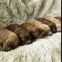 Bernedoodle, Goldendoodle, Poodle, and Sheepadoodle Puppies from Kerr Kanine Ranch