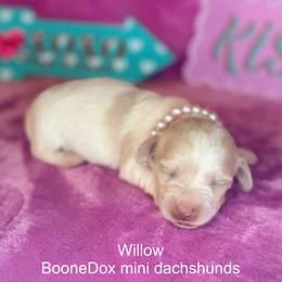 Willow - Cream female Dachshund puppy in Lexington, Oklahoma from BooneDox Miniature Dachshunds