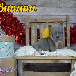 Banana - Tricolors female French Bulldog puppy in Loxahatchee, Florida from Blue Wonder Frenchies