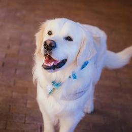 Judge - Golden Retriever