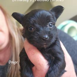Onyx - Liver female Yorkshire Terrier puppy in West Plains, Missouri from Brinkley Yorkies