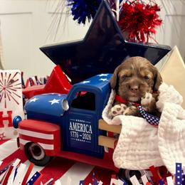 'Penn'sylvania - Black - Brown white and tan male Cocker Spaniel puppy in Inman, South Carolina from Dees Cockers, LLC