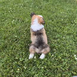 Pembroke Welsh Corgi Puppies from Sugarbush Corgis