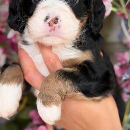Cat women - female Bernedoodle puppy in Yuciapa, California from AlltheDoodlez_