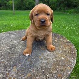 Labrador Retriever puppies from River View Labradors
