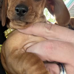 Dachshund Puppies from Witchy Woman’s Wiener’s