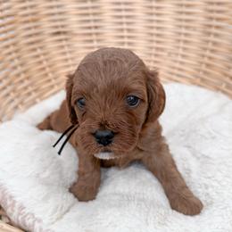 Brownie - Red male Cavapoo puppy in Apache Junction, Arizona from Coffey House Doodles