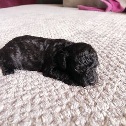 Cleopatra V Tryphaena - Black female Poodle puppy in Jersey City, New Jersey from Tuts Pups Cafe