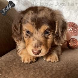 Dachshund and Miniature Schnauzer Puppies from The Bossy Doxie Farm