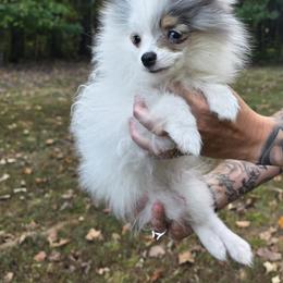 Boxer and Pomeranian Puppies from Earnest's Southern kennels