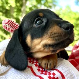 Espresso AKC - Black and tan female Dachshund puppy in Hendersonville, North Carolina from Snarky Doxy Miniature Dachshunds