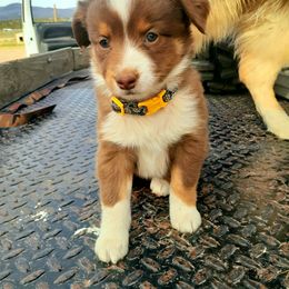 Australian Shepherd and Miniature Australian Shepherd Puppies from Renegade Point Stock Dogs
