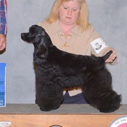 Champion Shade - Cocker Spaniel