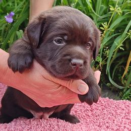 Labrador Retriever Puppies from Creek's Edge Labradors