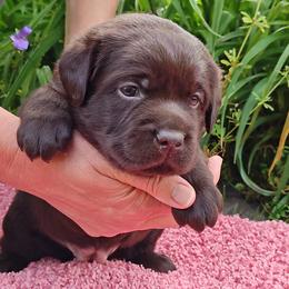 Labrador Retriever Puppies from Creek's Edge Labradors