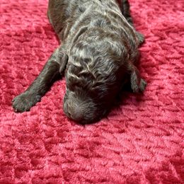 Labradoodle Puppies from Mud Puppies