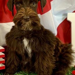 Rosalina - Miniature Schnauzer