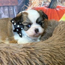 Twilight - Black sabled fawn female Chihuahua puppy in Gloucester, Virginia from Charlotte's Web of Chihuahuas