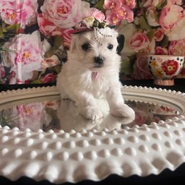 Assorted Doodle Crosses, Maltese, and Poodle Puppies from House of Poodles