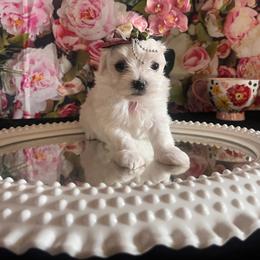 Assorted Doodle Crosses, Maltese, and Poodle Puppies from House of Poodles