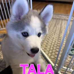 TALA - SOLAK FAMILY - Black tan and white female Siberian Husky puppy in Helen, Georgia from Royal Siberian AKC Huskies