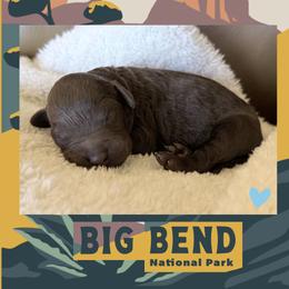 Big Bend - Chocolate male Labradoodle puppy in Lubbock, Texas from Lucky Labradoodles