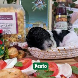 Pesto - Black and white male Sheepadoodle puppy in Berwick, Pennsylvania from Wright’s Wiggle Butts