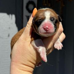 Apollo - Red and white male American Corgi puppy in East Oakdale, California from Rhettro Kennels