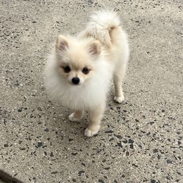 Daisy - Cream female Pomeranian puppy in Kearny, New Jersey from Pom paws over gardens