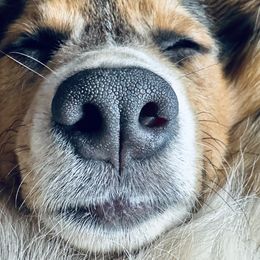 Pembroke Welsh Corgi Puppies from Storybook Corgis