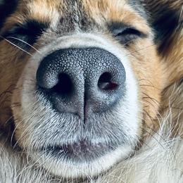Pembroke Welsh Corgi Puppies from Storybook Corgis