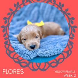 Goldendoodle Puppies from Locust Hill Goldendoodles