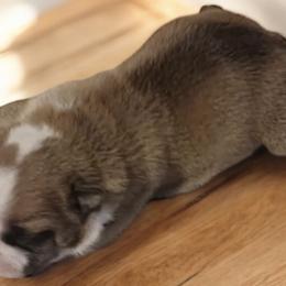 Charm - Red female Bulldog puppy in Salem, Illinois from Itsabulldogthing