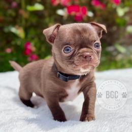 Quill - Chocolate and white male Chihuahua puppy in Forsyth, Georgia from Brooks Grove Canines LLC