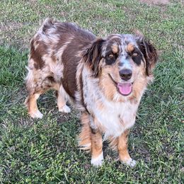 Peaches - Australian Shepherd