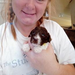 Poodle Puppies from Reeves Family Standard Poodles