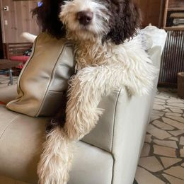 Aussiedoodle and Springerdoodle All Grown Up from Deek’s Designer Doodles